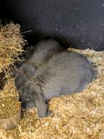 Franse hangoor blauw, Dieren en Toebehoren, Konijnen