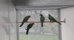 parkieten, Dieren en Toebehoren, Vogels | Parkieten en Papegaaien, Geslacht onbekend, Parkiet, Geringd