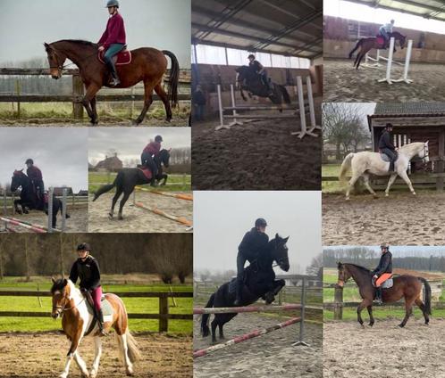 Ruiter aangeboden (wedstrijd-)paard gezocht, Dieren en Toebehoren, Paarden