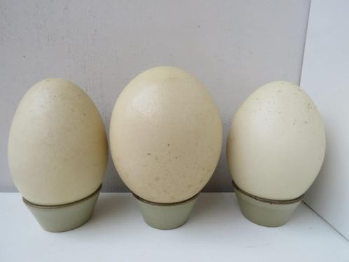Set de 3 œufs d'autruche sur pied, Antiquités & Art, Curiosités & Brocante, Enlèvement ou Envoi
