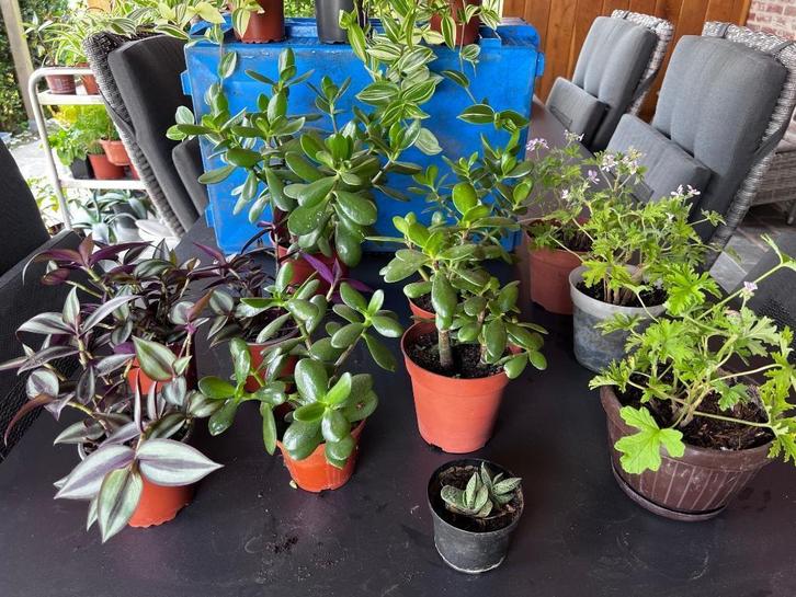 Verschillende Planten, Tuin en Terras, Planten | Tuinplanten, Ophalen