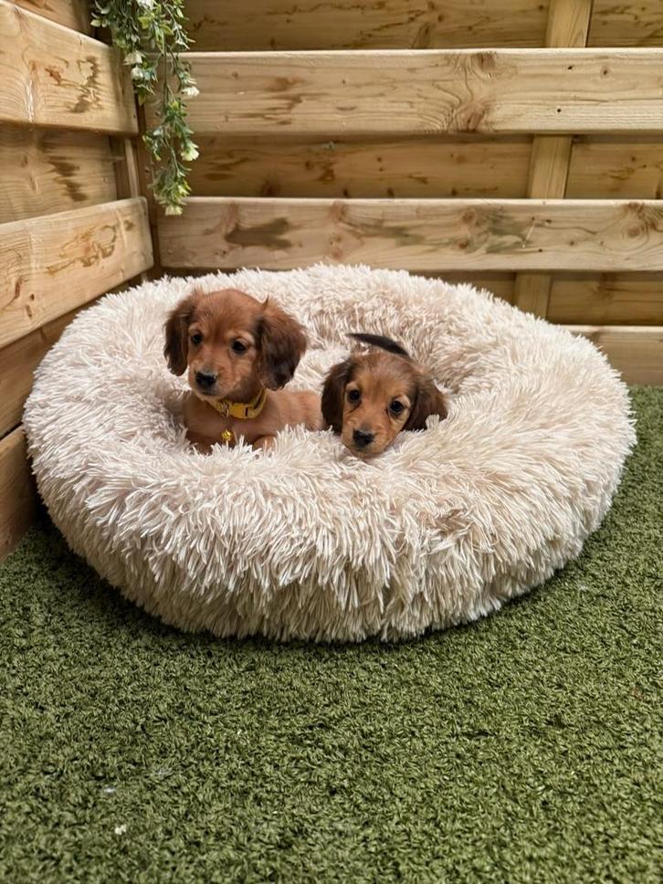 Mooie langharige dwergteckel pups, Dieren en Toebehoren, Honden | Teckels en Dashonden, Meerdere dieren, Langhaar, Dwerg, Fokker | Professioneel