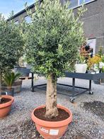 Olijfboom Olea Europaea in schaal, Tuin en Terras, Planten | Bomen, Ophalen, Olijfboom