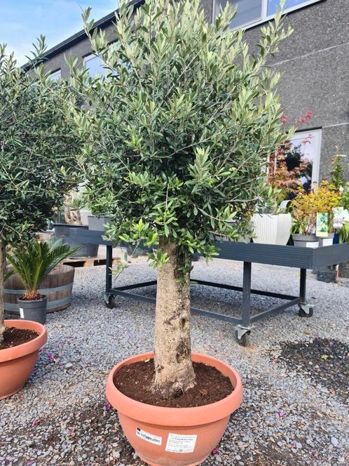 Olijfboom Olea Europaea in schaal, Tuin en Terras, Planten | Bomen, Olijfboom, Ophalen