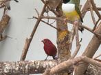 Ruilen 2 vuurvink mannen, Dieren en Toebehoren, Vogels | Overige Vogels, Mannelijk, Tropenvogel, Geringd