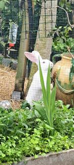 Duitse reus Sable albino moertje