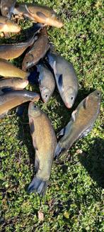 Heel grote groene ZEELT dokter van de vijver, Autres espèces