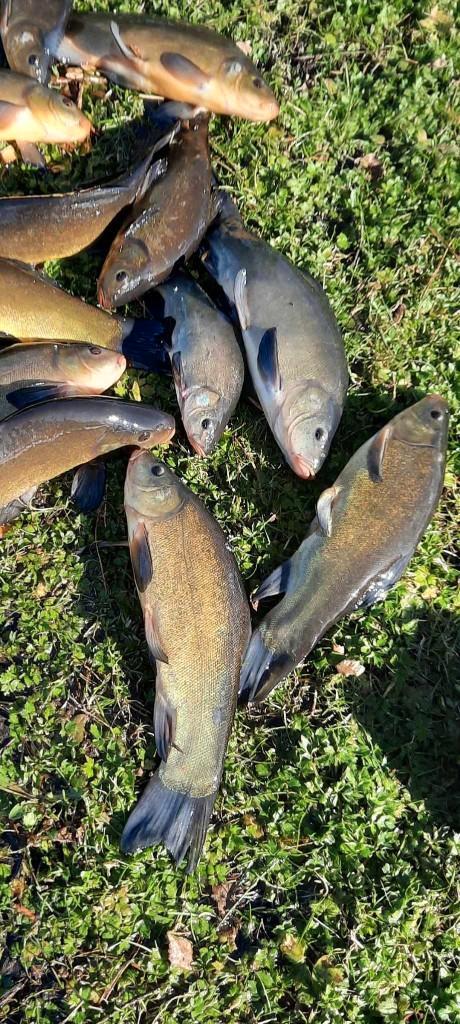 Heel grote groene ZEELT dokter van de vijver, Dieren en Toebehoren, Vissen | Vijvervissen, Overige soorten