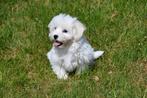 Maltezer pup te koop / teefje, Maltezer, 15 weken tot 1 jaar, Buitenland, Eén hond