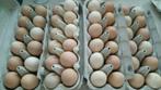 œufs à éclore : perdrix dorée, grouse brahma, Animaux & Accessoires, Volatiles