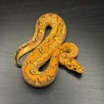 1.0 freeway clown cb25, Dieren en Toebehoren, Slang, Tam, 0 tot 2 jaar