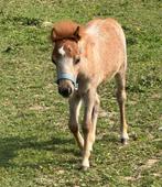 MINI PAARDJES, Gechipt, 0 tot 2 jaar, Hengst, A pony (tot 1.17m)