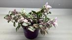 Tradescantia, Ophalen of Verzenden