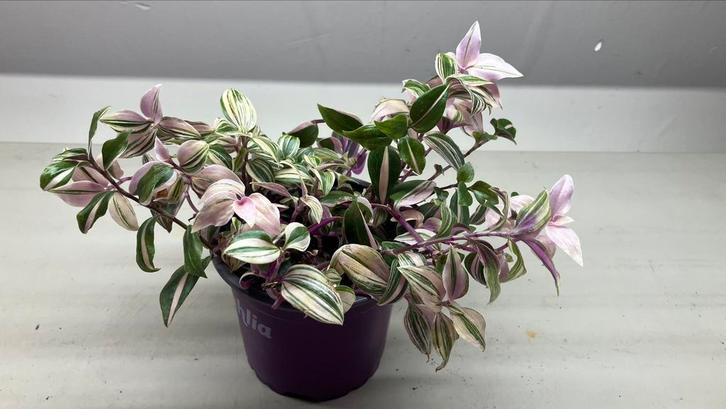 Tradescantia, Maison & Meubles, Plantes d'intérieur, Enlèvement ou Envoi