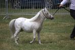 AMHA mini paard hengst, Dieren en Toebehoren, Pony's, Gechipt, 0 tot 2 jaar, Hengst, A pony (tot 1.17m)