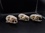 Crânes de cobaye des marais (2), Collections, Collections Animaux, Enlèvement ou Envoi, Utilisé, Autres, Crâne