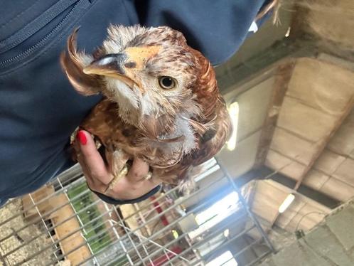 Araucana kippen en haan, Dieren en Toebehoren, Pluimvee