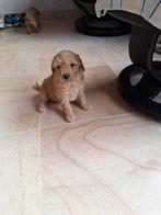 Dwergpoedel pups, Dieren en Toebehoren, Poedel, België, CDV (hondenziekte), 8 tot 15 weken