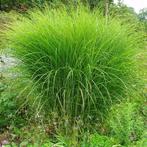 Grassen miscanthus, Jardin & Terrasse, Enlèvement, Plante fixe, Graminées ornementales