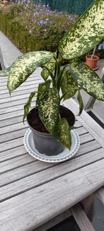kamerplant Dieffenbachia, Ophalen