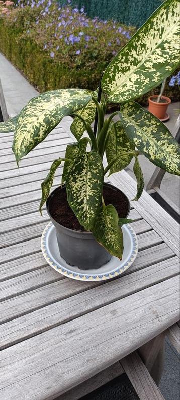 kamerplant Dieffenbachia beschikbaar voor biedingen