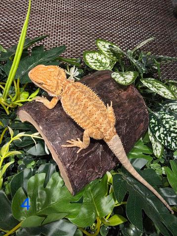 Jonge Baardagaam – Hypo standard tiger Orange mix morph man
 beschikbaar voor biedingen