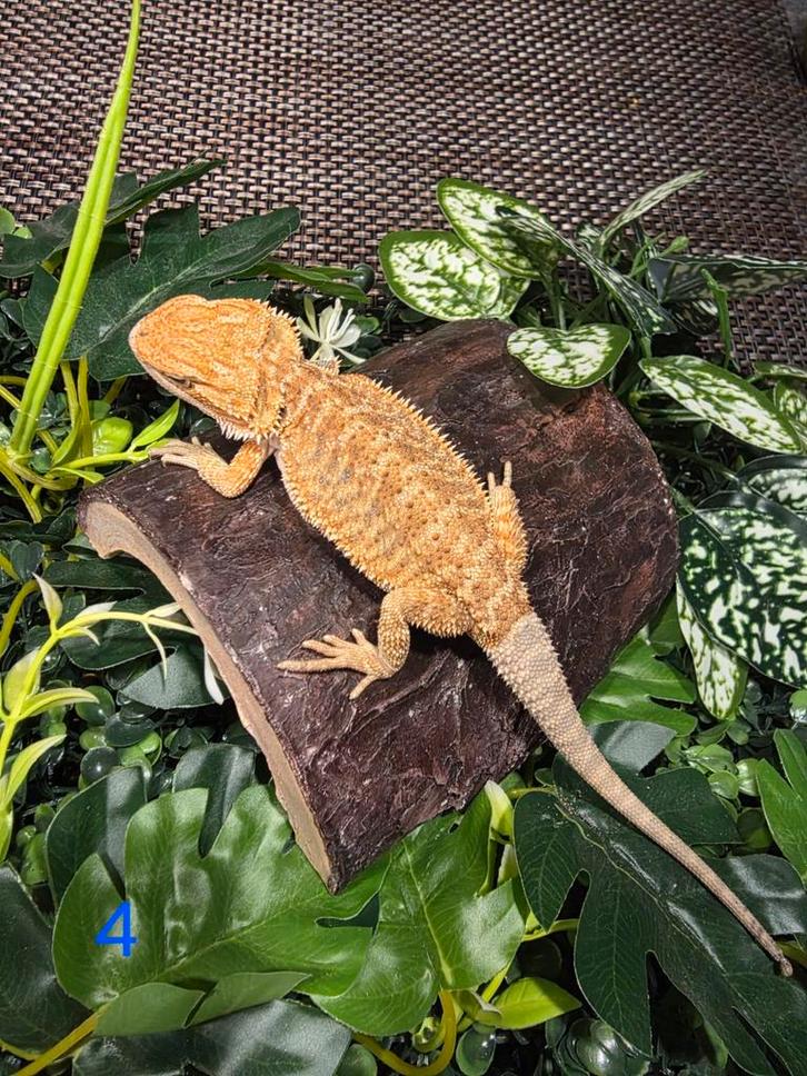 Jonge Baardagaam – Hypo standard tiger Orange mix morph man, Dieren en Toebehoren, Reptielen en Amfibieën