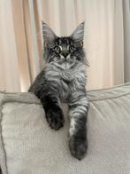 XXL Maine Coon kittens, Meerdere dieren, Gechipt, 0 tot 2 jaar