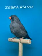 Mooie charcoal zebravink pop, Dieren en Toebehoren, Vrouwelijk, Tropenvogel, Geringd