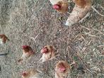 Isa Brown legkip, Dieren en Toebehoren, Pluimvee