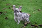 Chiots bouledogue français à choisir dans un nid, Animaux & Accessoires, Chiens | Bouledogues, Pinschers & Molossoïdes, 15 semaines à 1 an
