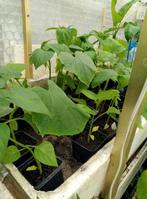 ANANASKERS, KOMKOMMER ,PAPRIKA, AUBERGINE planten, Ophalen