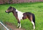 Minipaard (Beperkt ter dekking)., Hengst, A pony (tot 1.17m)