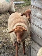 Ardense Voskop, Dieren en Toebehoren, Schapen, Geiten en Varkens, Meerdere dieren, Schaap, 0 tot 2 jaar