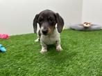 Gladharige Dwergteckel pups, Dieren en Toebehoren, België, 8 tot 15 weken, Korthaar, CDV (hondenziekte)
