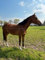 3 jarige ruin (Kassander van ‘t Roosakker x Landstreicher), Ruin, Zadelmak