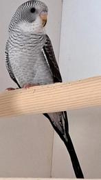 Grijze blackwing man, Dieren en Toebehoren, Vogels | Parkieten en Papegaaien