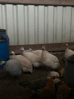 Parelhoenders, Dieren en Toebehoren