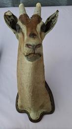 Tête d'Antilope taxidermie + 2 sets de cornes 180 €, Collections, Collections Animaux, Enlèvement, Comme neuf, Animal sauvage