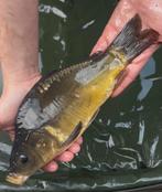 Aanbieding Laatste aantal spiegel karpers 25a35cm, Dieren en Toebehoren, Vissen | Vijvervissen, Karper of Koi