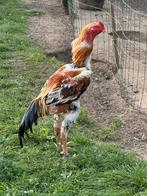 Thai shamo Haan & Heen, Dieren en Toebehoren, Pluimvee, Meerdere dieren, Kip