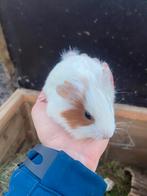 3 cavia zeugjes te koop, Dieren en Toebehoren, Knaagdieren, Vrouwelijk, Cavia, Tam