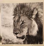 Foto´s wilde dieren op harde plaat 50x50, Ophalen, 50 tot 75 cm, 50 tot 75 cm, Print