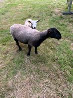 Schapen ooien te koop, Meerdere dieren, Schaap, 0 tot 2 jaar