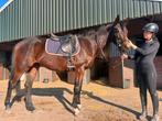 Lieve 3 jarige ruin, Dieren en Toebehoren, Paarden, Minder dan 160 cm, Gechipt, Ruin, Zadelmak