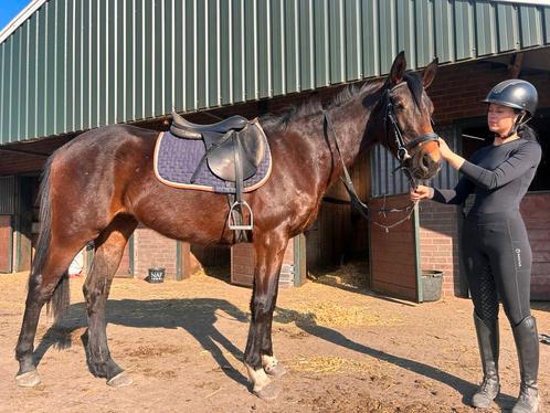 Lieve 3 jarige ruin, Dieren en Toebehoren, Paarden, Ruin, Zadelmak, Minder dan 160 cm, 3 tot 6 jaar, Recreatiepaard, Met stamboom