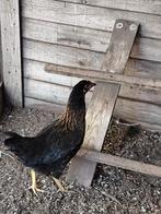 3 kippen, Dieren en Toebehoren, Kip