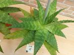 aloe maculata ou Saponaria, Jardin & Terrasse, Plantes | Jardin, Enlèvement
