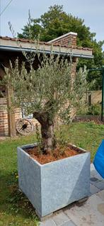 Grote olijfboom in pot, Ophalen, In pot, Olijfboom