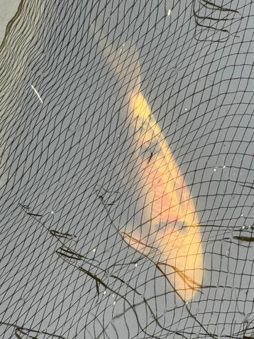 Koi Taisho sanke 55 cm beschikbaar voor biedingen